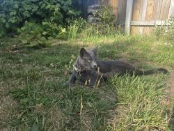 Lost Male Cat last seen Glenwood park, Portland, OR 97266