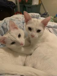 Lost Female Cat last seen On beaver dam road, Waterboro, ME 04061