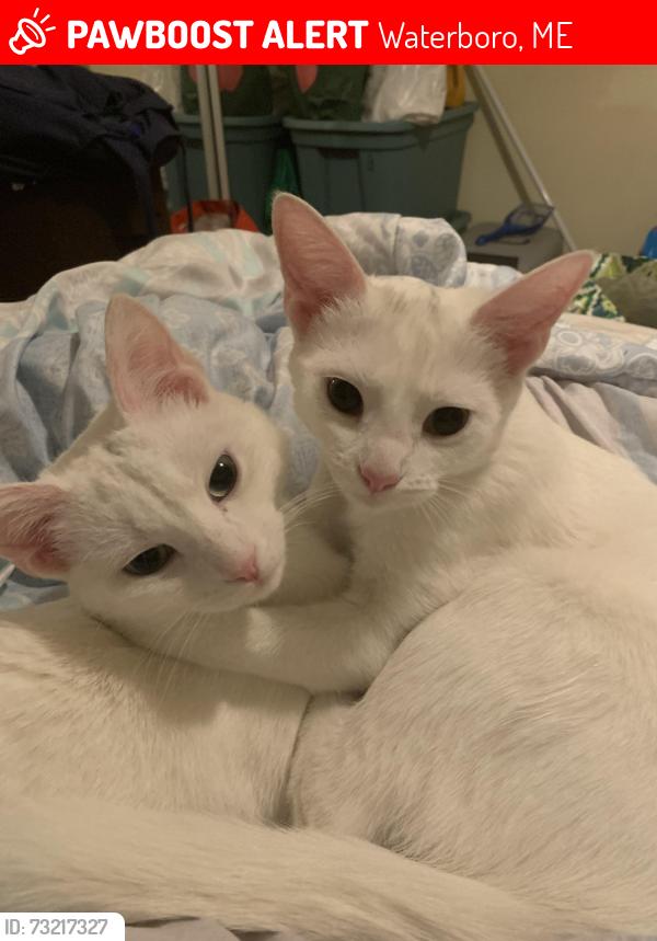 Lost Female Cat last seen On beaver dam road, Waterboro, ME 04061