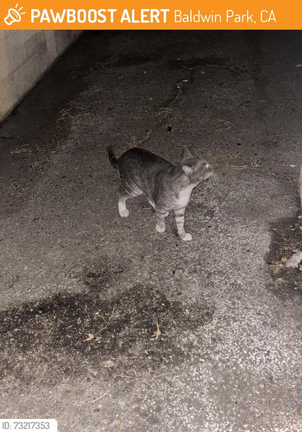 Found/Stray Unknown Cat last seen Puente Ave and Calino Ave, Baldwin Park, CA 91706