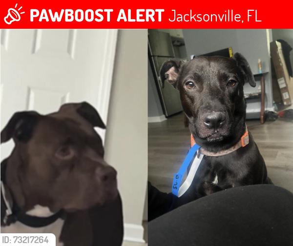 Lost Male Dog last seen Near Goldilocks Ln Near Walmart Neighborhood Market, Jacksonville, FL 32210