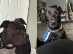 Lost Male Dog last seen Near Goldilocks Ln Near Walmart Neighborhood Market, Jacksonville, FL 32210