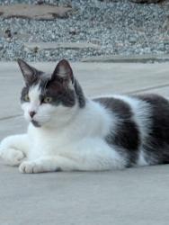 Lost Female Cat last seen Eaton and Saint Lawrence, Chico, CA 95973