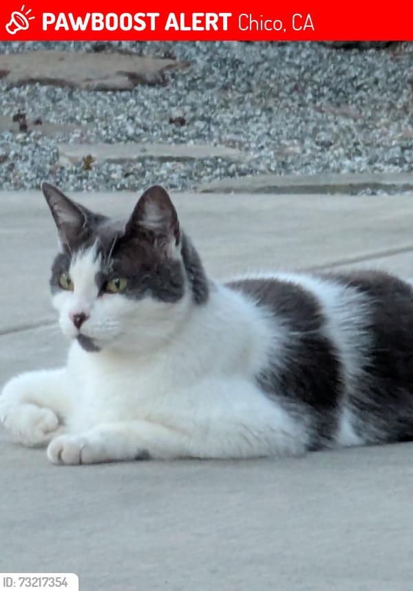 Lost Female Cat last seen Eaton and Saint Lawrence, Chico, CA 95973