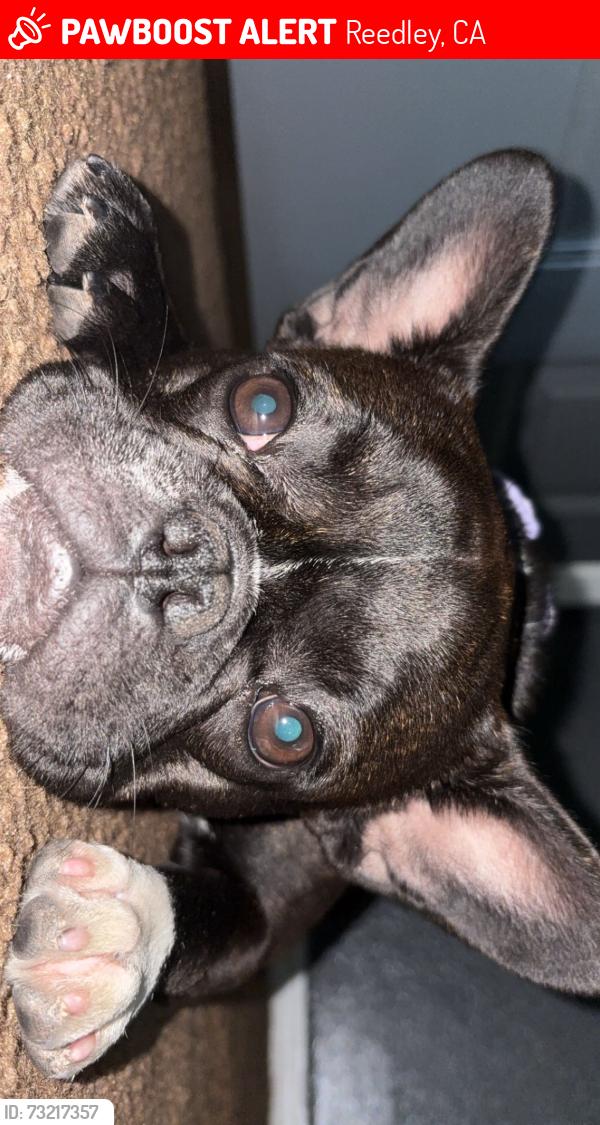 Lost Female Dog last seen Citizen park, Reedley, CA 93654