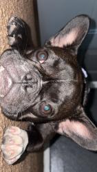 Lost Female Dog last seen Citizen park, Reedley, CA 93654