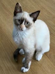 Reunited Female Cat last seen Near Sunset Hwy, Mercer Island, WA 98040