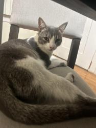 Lost Male Cat last seen Washington and Catalina by the Arco, Pasadena, CA 91104