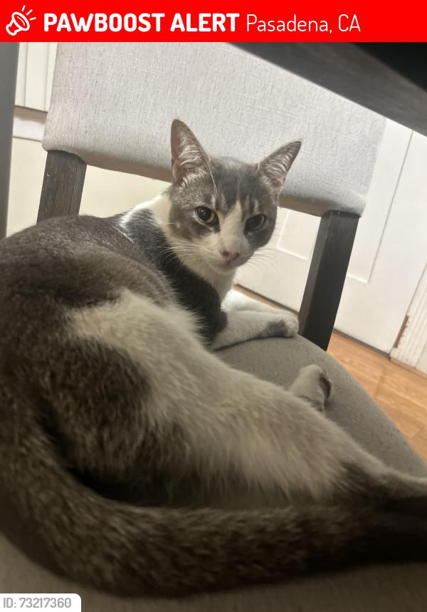 Lost Male Cat last seen Washington and Catalina by the Arco, Pasadena, CA 91104