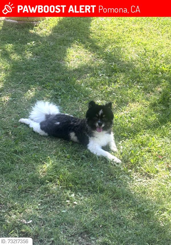 Lost Male Dog last seen Pomona on lincon and indian hill blvd, Pomona, CA 91767