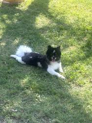 Lost Male Dog last seen Pomona on lincon and indian hill blvd, Pomona, CA 91767
