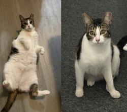 Lost Female Cat last seen Near schooner ln 18-26 backyard, Portland, ME 04103