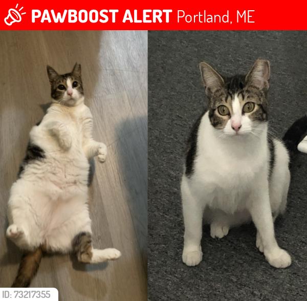 Lost Female Cat last seen Near schooner ln 18-26 backyard, Portland, ME 04103