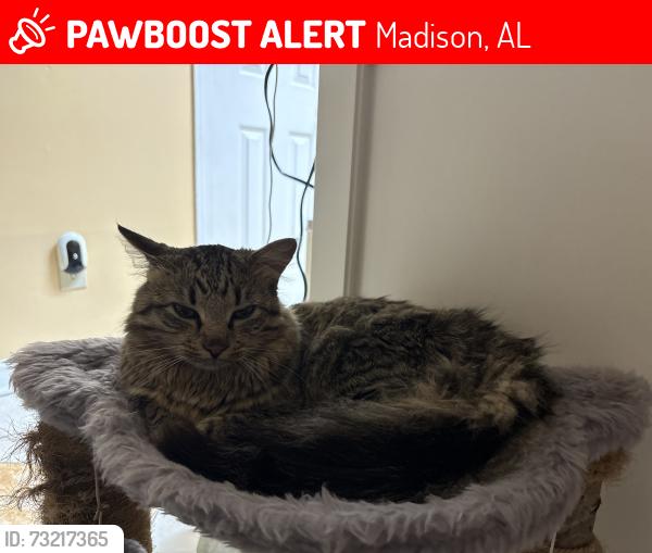 Lost Male Cat last seen Reserve way/ east view dr, Madison, AL 35758