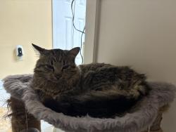 Lost Male Cat last seen Reserve way/ east view dr, Madison, AL 35758