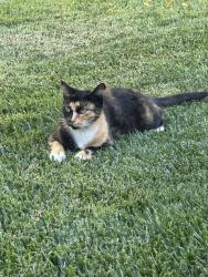 Reunited Female Cat last seen Vail way and Antigua dr., Jurupa Valley, CA 91752