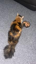 Reunited Female Cat last seen M38 9WL, Little Hulton, England M38 9WL