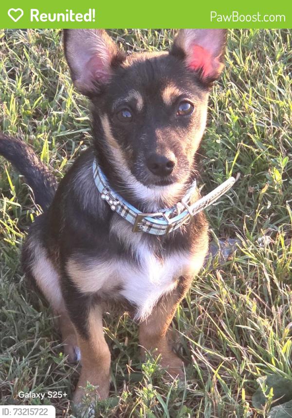 Reunited Male Dog last seen Pearblossom and Arnold, Palmdale, CA 93552