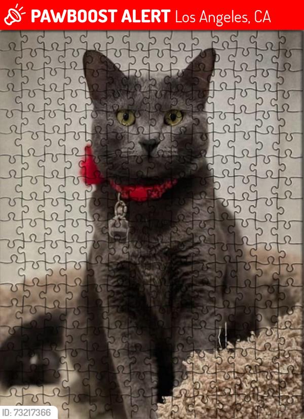 Lost Female Cat last seen Ingomar street, Los Angeles, CA 91304
