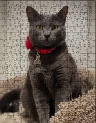 Lost Female Cat last seen Ingomar street, Los Angeles, CA 91304