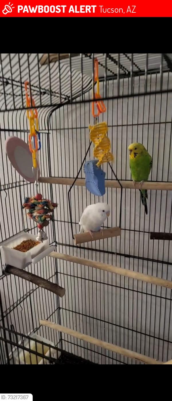 Lost Female Bird last seen San junipero s, Tucson, AZ 85705