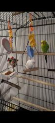 Lost Female Bird last seen San junipero s, Tucson, AZ 85705