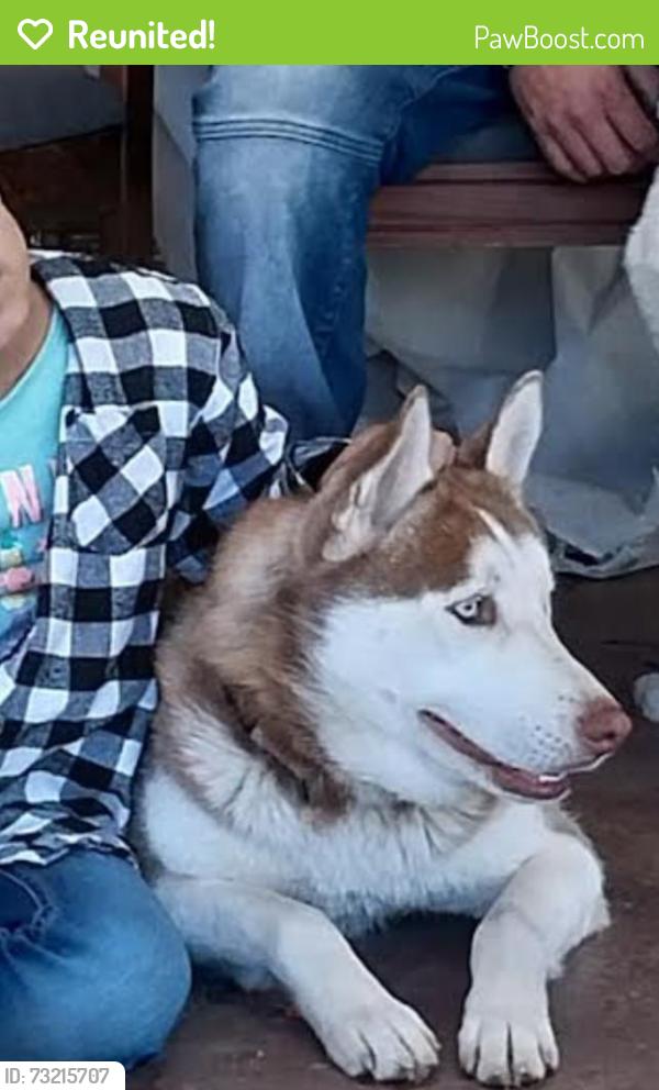 Reunited Female Dog last seen Pearblossom and Arnold, Palmdale, CA 93552