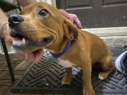 Found/Stray Unknown Dog last seen Larkwood @ Edgemoor, Houston, TX 77074