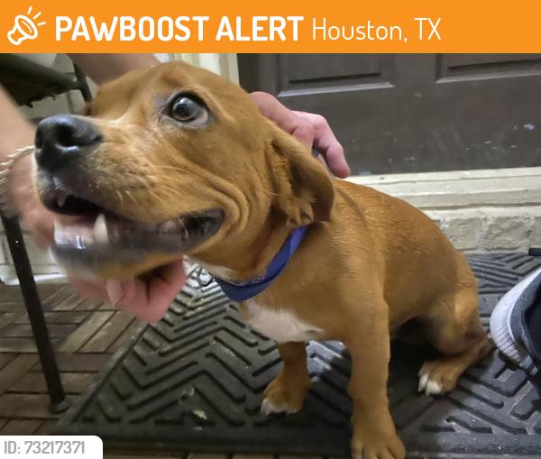 Found/Stray Unknown Dog last seen Larkwood @ Edgemoor, Houston, TX 77074