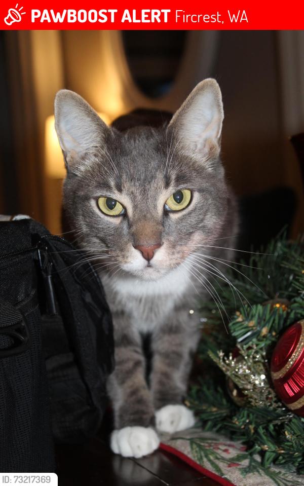 Lost Male Cat last seen Rosewood/ itaska, Fircrest, WA 98466