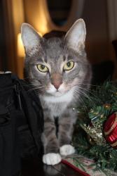 Lost Male Cat last seen Rosewood/ itaska, Fircrest, WA 98466