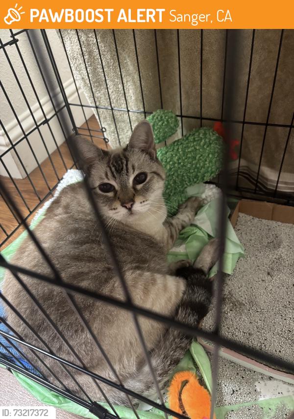 Found/Stray Female Cat last seen Sanger Walmart, Sanger, CA 93657