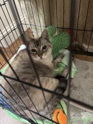 Found/Stray Female Cat last seen Sanger Walmart, Sanger, CA 93657