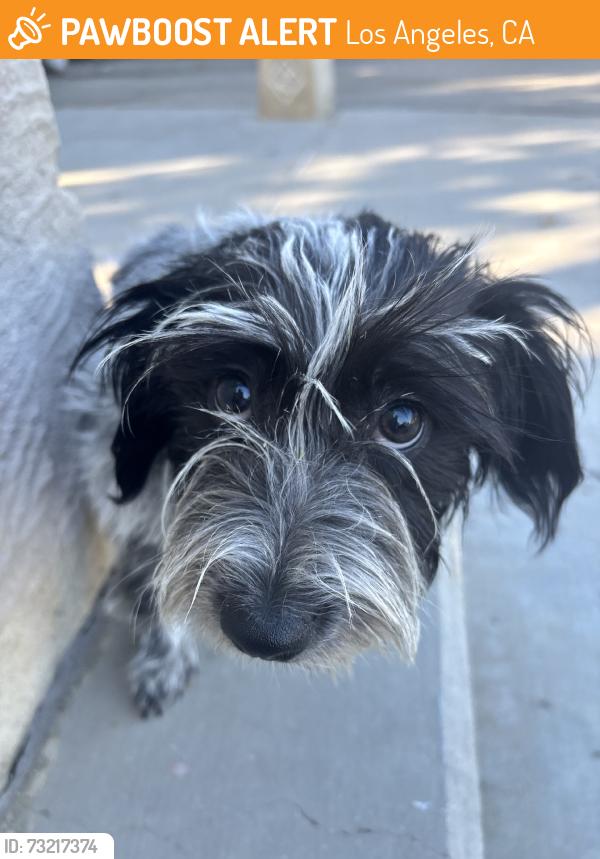 Found/Stray Female Dog last seen Balboa and sherman way, Los Angeles, CA 91406