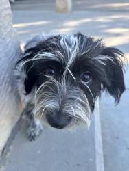 Found/Stray Female Dog last seen Balboa and sherman way, Los Angeles, CA 91406