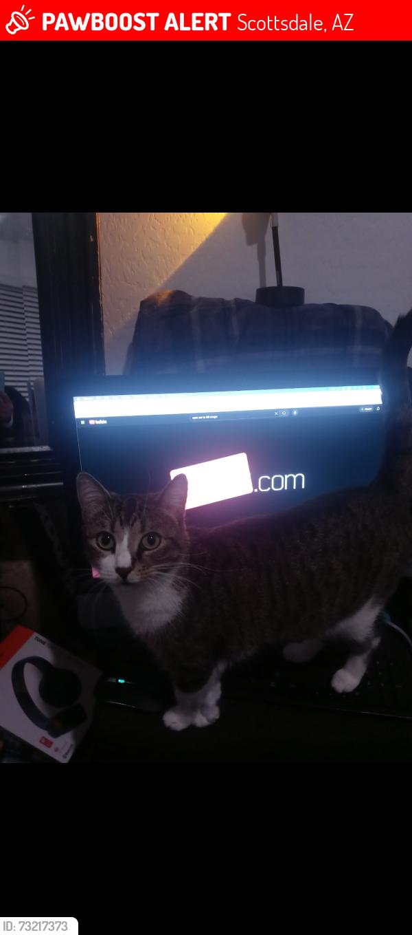 Lost Female Cat last seen N 107th st, Scottsdale, AZ 85256