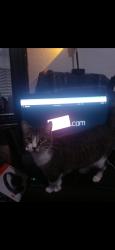 Lost Female Cat last seen N 107th st, Scottsdale, AZ 85256
