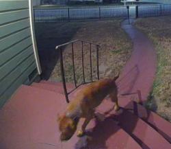 Lost Male Dog last seen E and 31st, San Bernardino, CA 92405