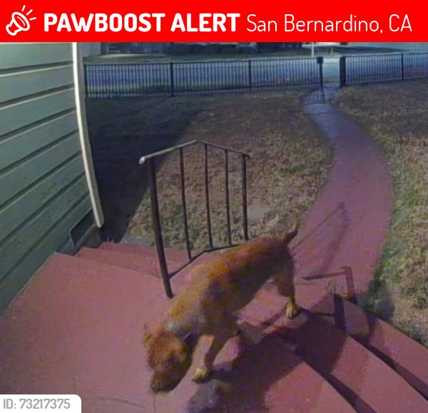 Lost Male Dog last seen E and 31st, San Bernardino, CA 92405