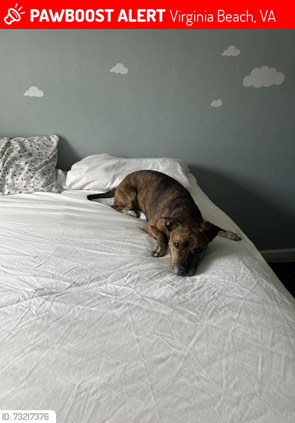 Lost Male Dog last seen Round Hill, Stumpy Lake, Virginia Beach, VA 23456