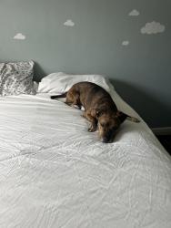 Lost Male Dog last seen Round Hill, Stumpy Lake, Virginia Beach, VA 23456