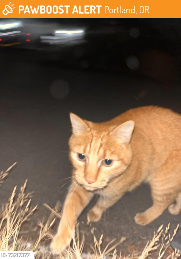 Found/Stray Male Cat last seen Se division, se Clinton, Portland, OR 97206