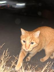 Found/Stray Male Cat last seen Se division, se Clinton, Portland, OR 97206