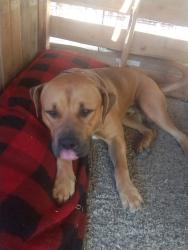 Lost Male Dog last seen E st, San Bernardino, CA 92404