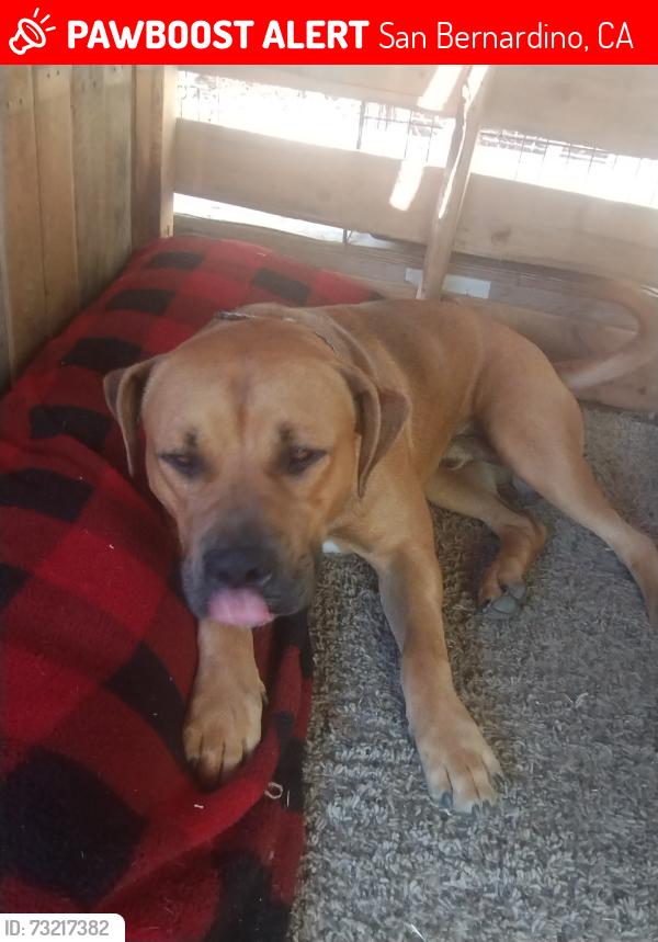 Lost Male Dog last seen E st, San Bernardino, CA 92404