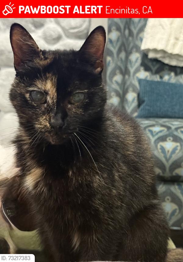 Lost Female Cat last seen Rancho Santa Fe Rd., Encinitas, CA 92024