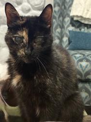 Lost Female Cat last seen Rancho Santa Fe Rd., Encinitas, CA 92024