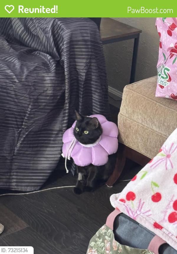 Reunited Female Cat last seen W Warner Ave & S Parton St, Santa Ana, CA 92707, USA, Santa Ana, CA 92707
