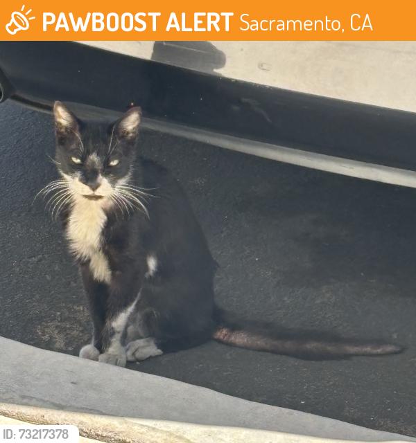 Found/Stray Unknown Cat last seen Duckhorn near Hummingbird Park Sacramento, Sacramento, CA 95834