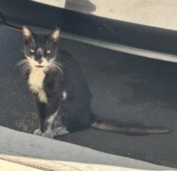 Found/Stray Unknown Cat last seen Duckhorn near Hummingbird Park Sacramento, Sacramento, CA 95834